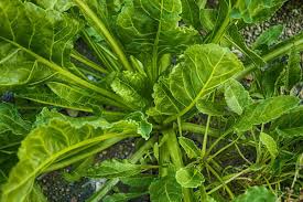 Check spelling or type a new query. Growing Spinach In Pots Palak In Home Garden Gardening Tips