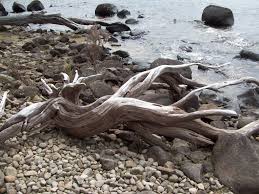 Image result for driftwood