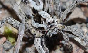 The finest people i ever met in this world have been dogs. Uma Das Maiores Aranhas Do Reino Unido E Redescoberta Apos 20 Anos