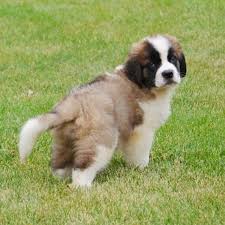 They are especially kid friendly dogs. St Bernard Puppies For Sale Grand Rapids Mi 259206