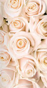 Download and use 100,000+ flower background stock photos for free. Pale Pink Roses White Roses Wallpaper Rose Wallpaper Rose Gold Wallpaper