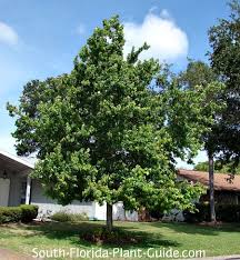 Swamp dogwood (cornus foemina) deciduous flowering tree growing to maximum of 20ft. Florida Maple Tree
