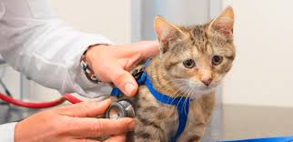 Read about the symptoms of coronary heart disease (chd). Heart Disease In Cats Causes Diagnosis And Treatment
