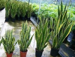 Jenis tanaman hias yang mudah dibudidayakan. Tanaman Hias Daun Yang Bisa Dibudidayakan Bibit Online