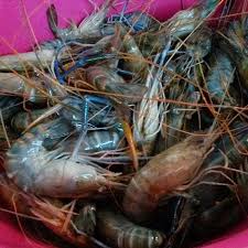 Seperti apa spot yang potensial sebenarnya penggemar mancing udang galah di indonesia cukup banyak. Udang Kara Masak