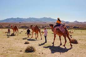 Virginia city is the cause of this law, which holds the international camel races every year in the fall, and sits on highway 241, which is known as c st as it runs through town. 11 Bizarre American Driving Laws Carbuzz