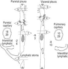 Physiology And Pathophysiology Of Pleural Fluid Turnover