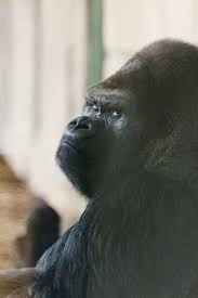 Gorilla Gorilla Gorilla Lowland Western Gorilla Western Gorilla Gorilla Animals