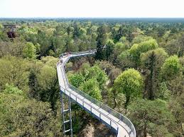 An einigen stellen kann man sogar den bäumen in ihre krone greifen, wald zum angreifen und bestaunen! Baum Zeit Baumkronenpfad Uber Beelitzer Heilstatten Travelwoman
