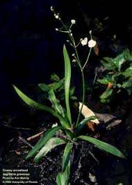 Image result for Fuirena sagittata