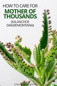 How To Care For Mother Of Thousands Smart Garden Guide In 2020 Garden Guide Smart Garden Plant Care Houseplant