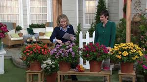 We did not find results for: Cottage Farms 4 Piece Color Spectrum Mini Roses On Qvc Youtube