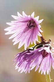 Soldanella Alpina Planting Flowers Plants Flowers