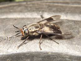 In this post, i will compare flys vs. Deer Fly Wikipedia