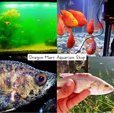 We believe that our efforts will give you opportunity to use the tackle. Aquariumcleaning Aquariummaintenance Pet Shop In Dragon Mart Facebook
