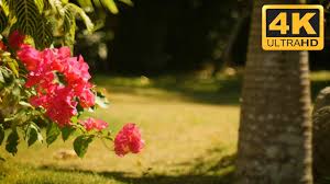 Find images of high resolution. Super High Resolution 4k Tropical Garden Relaxation Video Youtube