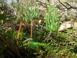 Image result for Eriospermum