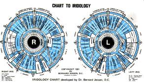 Chart To Iridology 12pc Free For You Iriscope Iridology