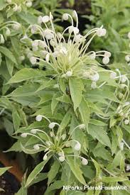 Image result for Rotheca aurantiaca