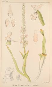 Image result for Disa aconitoides