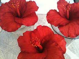 Sugar Paste Hibiscus Flowers Sugar Flowers Tutorial Gum Paste Flowers Sugar Paste Flowers