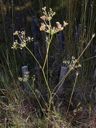 Image result for Ophrestia radicosa