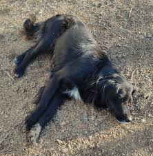 Image result for flat coated retrívr