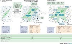 The Biology And Function Of Fibroblasts In Cancer Nature Reviews Cancer