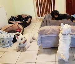 Are you searching for dog boarding near me? Dog Home Boarding Near Newport Licenced Insured 5 Reviews