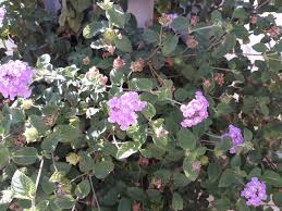 Image result for Lantana rugosa