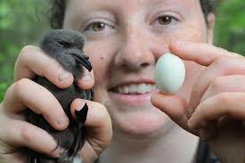 BOWDOIN SCIENTIFIC STATION KENT ISLAND