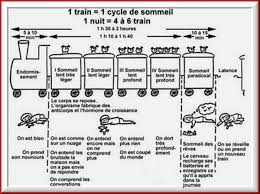 Iii Les Differentes Phases Du Sommeil Train Du Sommeil Sommeil Enfant Formation Assistante Maternelle