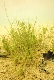 Image result for Eragrostis botryodes