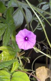 Image result for Ipomoea crassipes