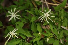 Image result for Jasminum stenolobum