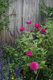 An Old Favorite That Works Well In Florida Gardens Zinnias Have Beautiful Flowers That Come In Vivid Colors Like R Zinnias Florida Gardening Beautiful Flowers