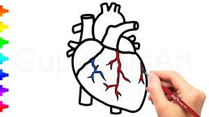 Draw and color videos for kids how to draw flower coloring pages for kids learn colors|drawing. Easy Drawing Of Human Heart For Kids Novocom Top