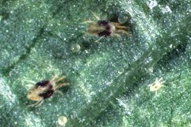 Image result for Tetranychidae grapevine