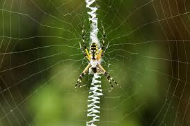 Get facts about the black widow spider (latrodectus mactans) and learn why this venomous spider is not as scary as most people think. Black And Yellow Garden Spider Aurantia Argiope