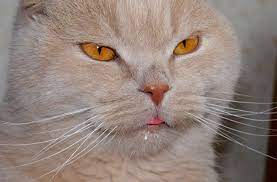 pochemu u koshki izo rta tekut slyuni otklonenie ili norma