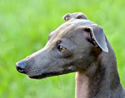The italian greyhound with its fine coat texture and elegant high stepping action has the exquisite quality of dresden china. Labogen En Italian Greyhound Dog Genetic Test Order