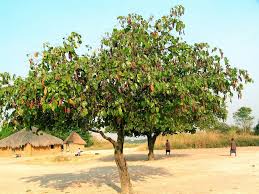 Image result for Piliostigma thonningii