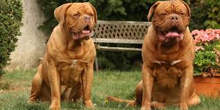 Die dogue de bordeaux (bordeaux dogge) ist eine alte hunderasse aus frankreich. Bordeauxdogge Rasseportrait Zu Alter Charakter Haltung Jagdtrieb