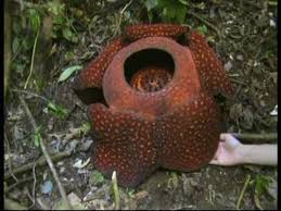 It is native to the rainforests of sumatra and borneo. Worlds Largest Corpse Flower Rafflesia Arnoldii Youtube