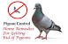 Bird Droppings Identification