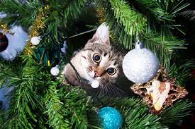 Keep delicate ornaments toward the top of the tree, away from wagging tails and prying paws. Keep Your Cat Off The Christmas Tree With These Tips Purrfectpost Com