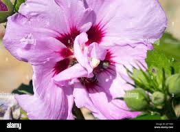 Image result for Hibiscus syriacus Violet Clair Double