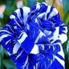 Bagi anda pecinta bunga pasti tidak terasa asing lagi dengan sebutan si queen of flower. Benih Biji Bunga Mawar Stripe Shrub Mawar Batik Dragon Blue Lazada Indonesia
