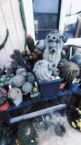 Image result for Lophiocarpus