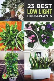 Use them in almost every room in your home. Living Room Plants Low Light 23 Lowlight Houseplants That Are Easy To Maintain Easy Houseplants Lig Inside Plants Decor Big Indoor Plants Bedroom Plants